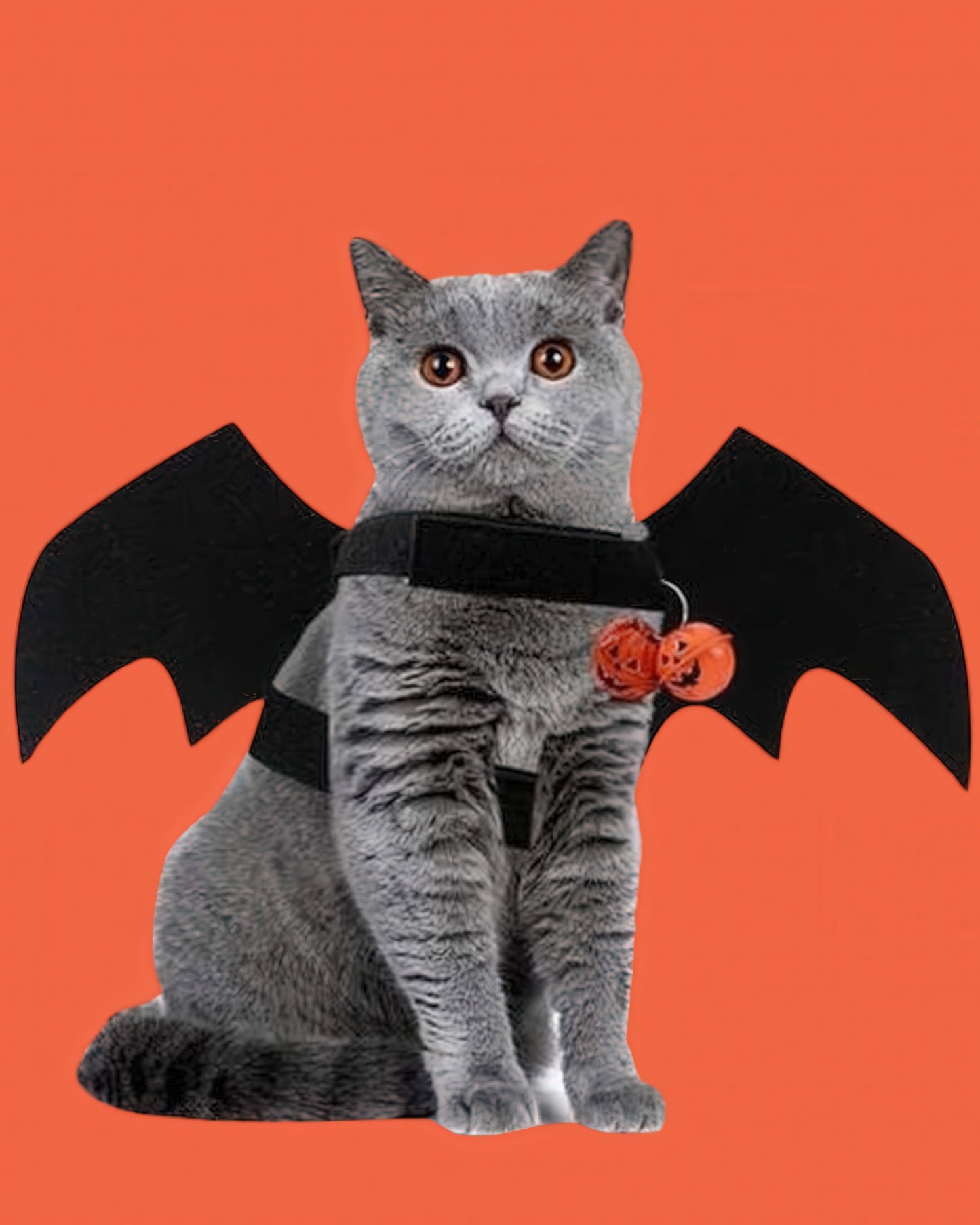 Cat Bat Wings