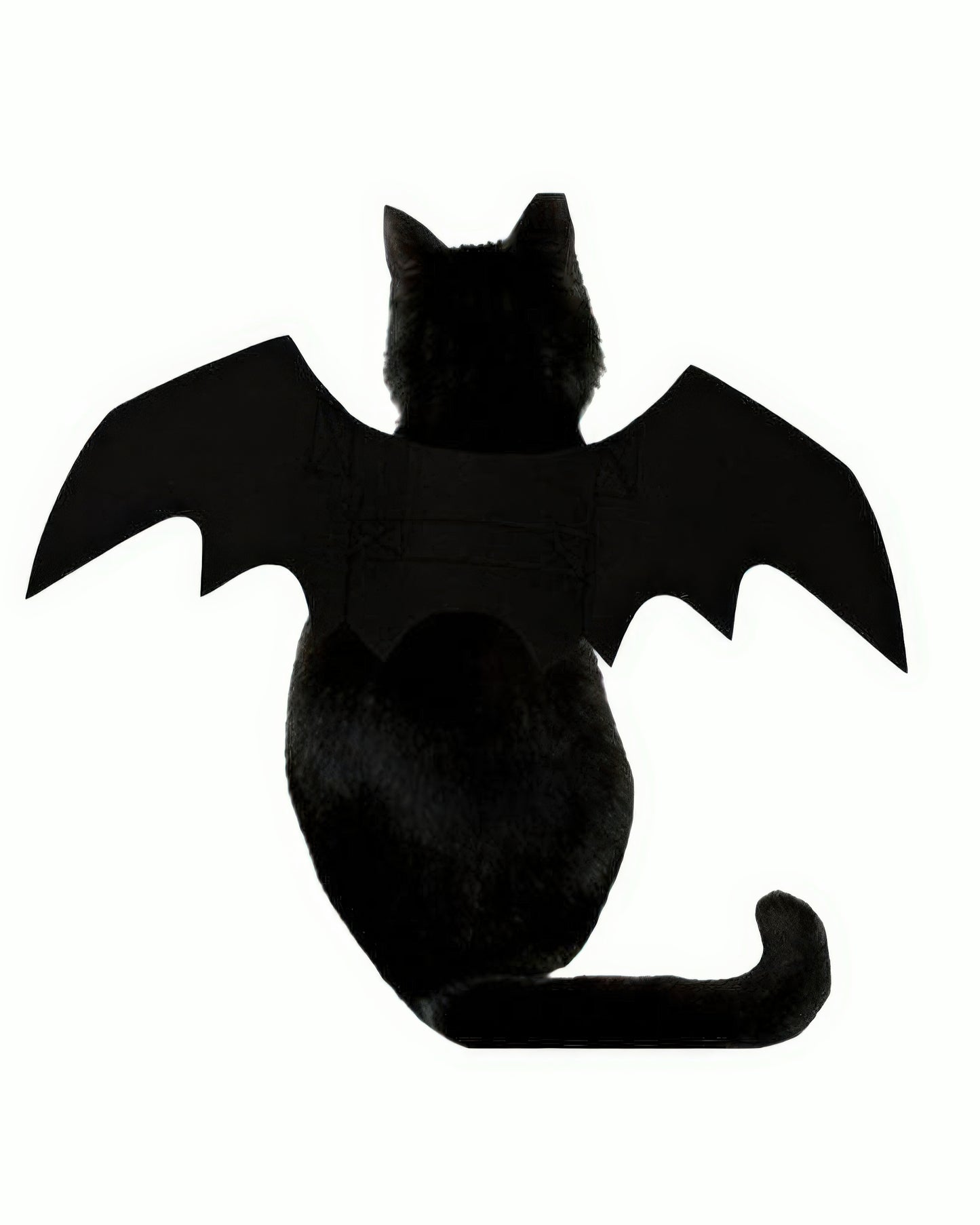 Cat Bat Wings