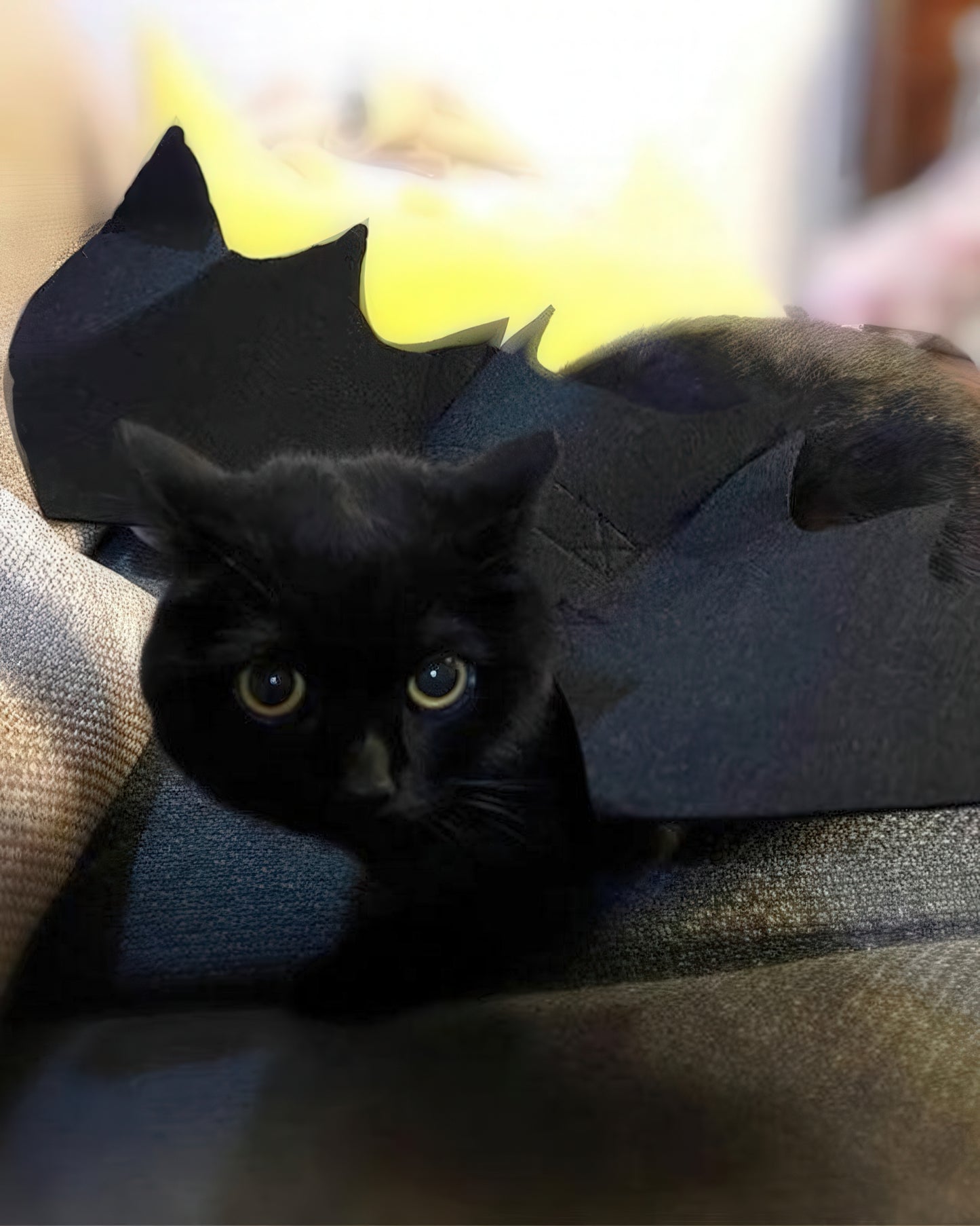 Cat Bat Wings