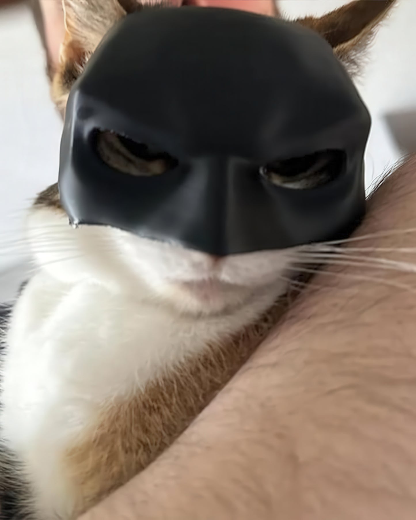 Batcat Mask